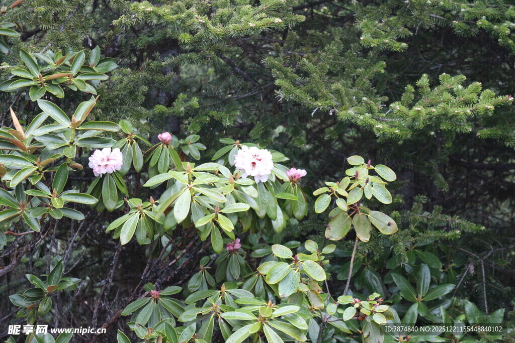 绿叶丛中的娇艳花朵