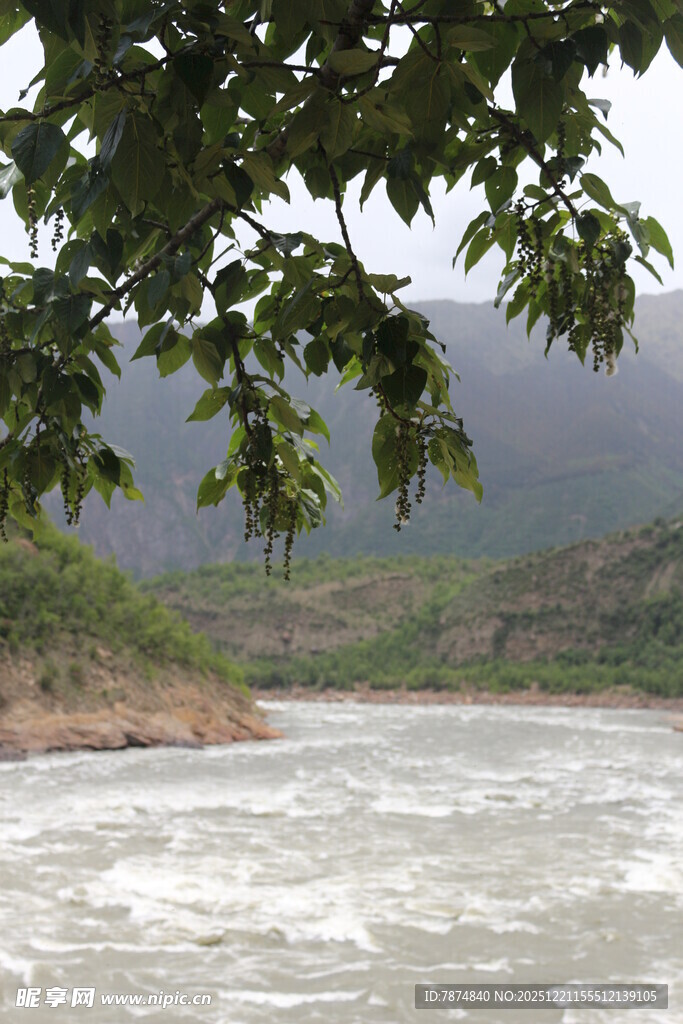 河畔绿树与湍急流水景观
