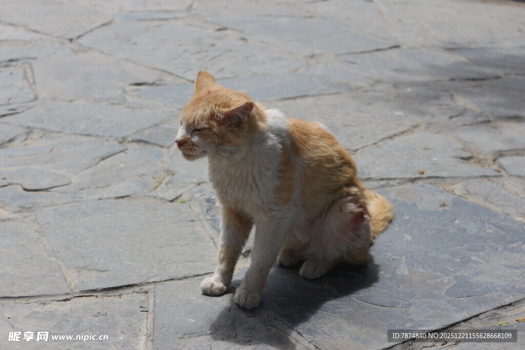 户外独坐的橘白猫咪
