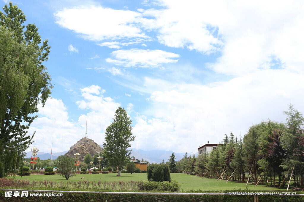 田园风光中的葱郁绿树