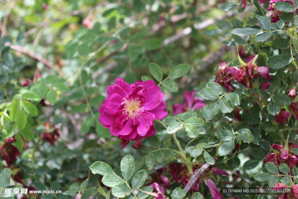 娇艳蔷薇绽放绿叶间