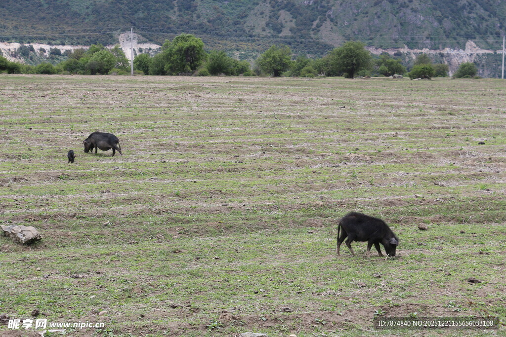 草原上的牛群悠然吃草