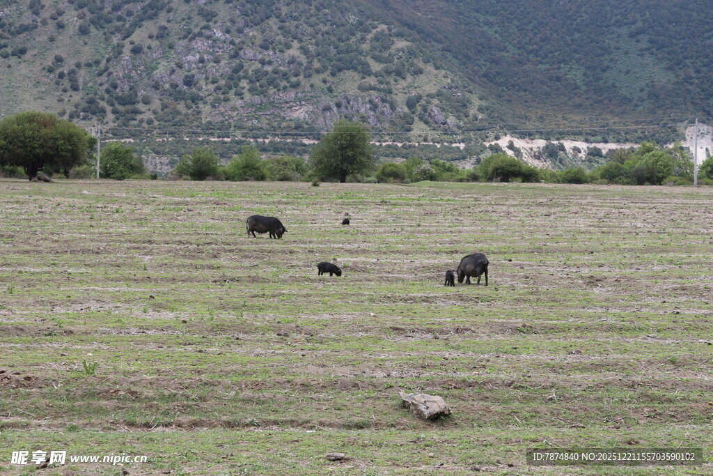草原上的动物与远山风景