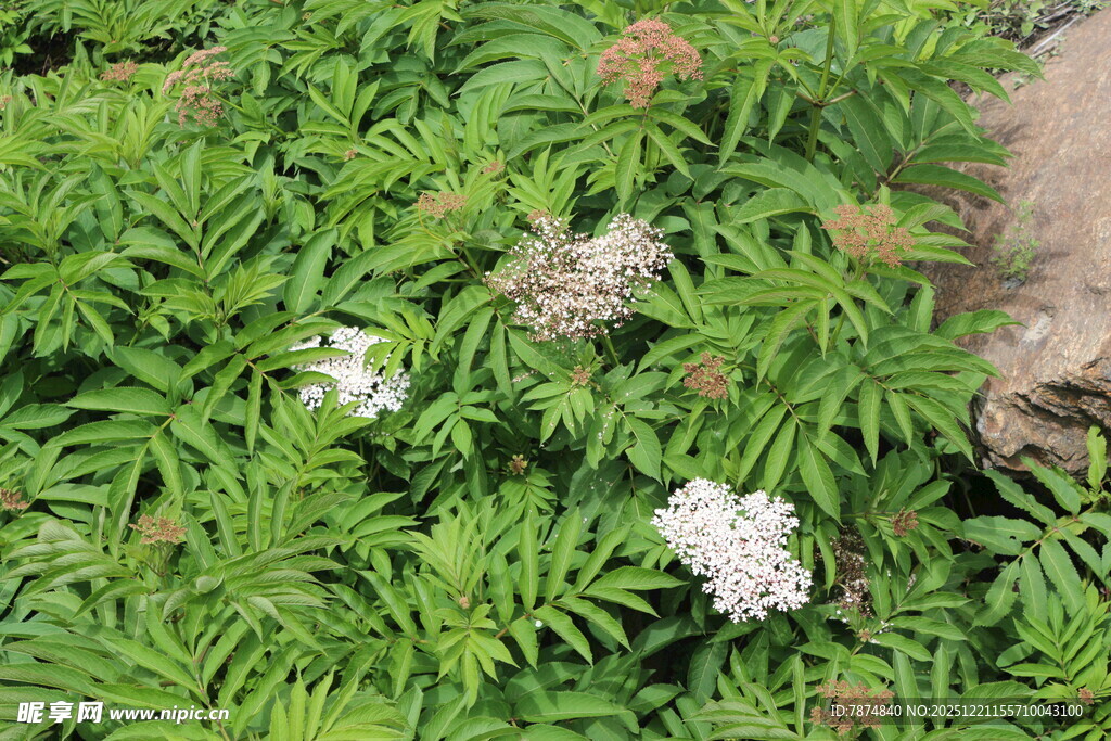 绿叶丛中的白色花朵