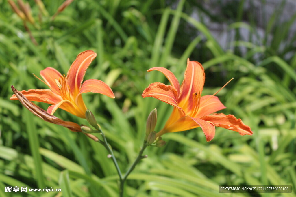 橙红萱草绽放绿意间