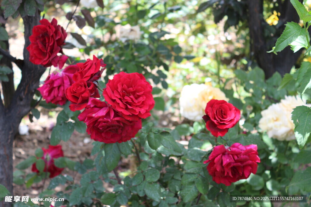 娇艳红玫瑰绽放于绿叶间