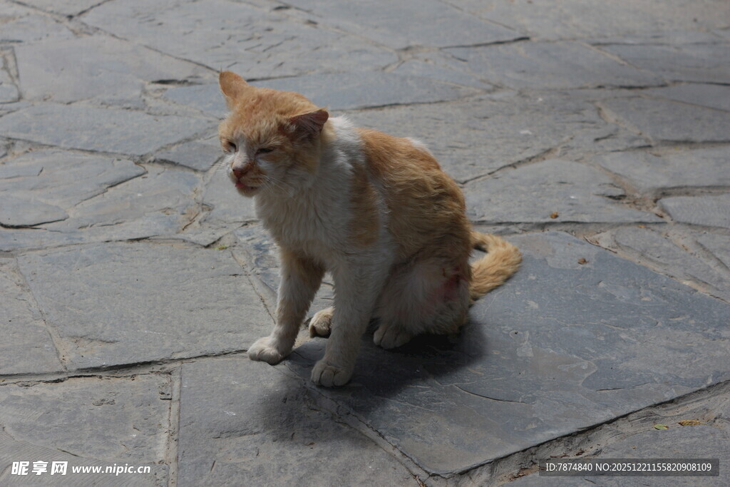 蹲坐的橘白猫咪