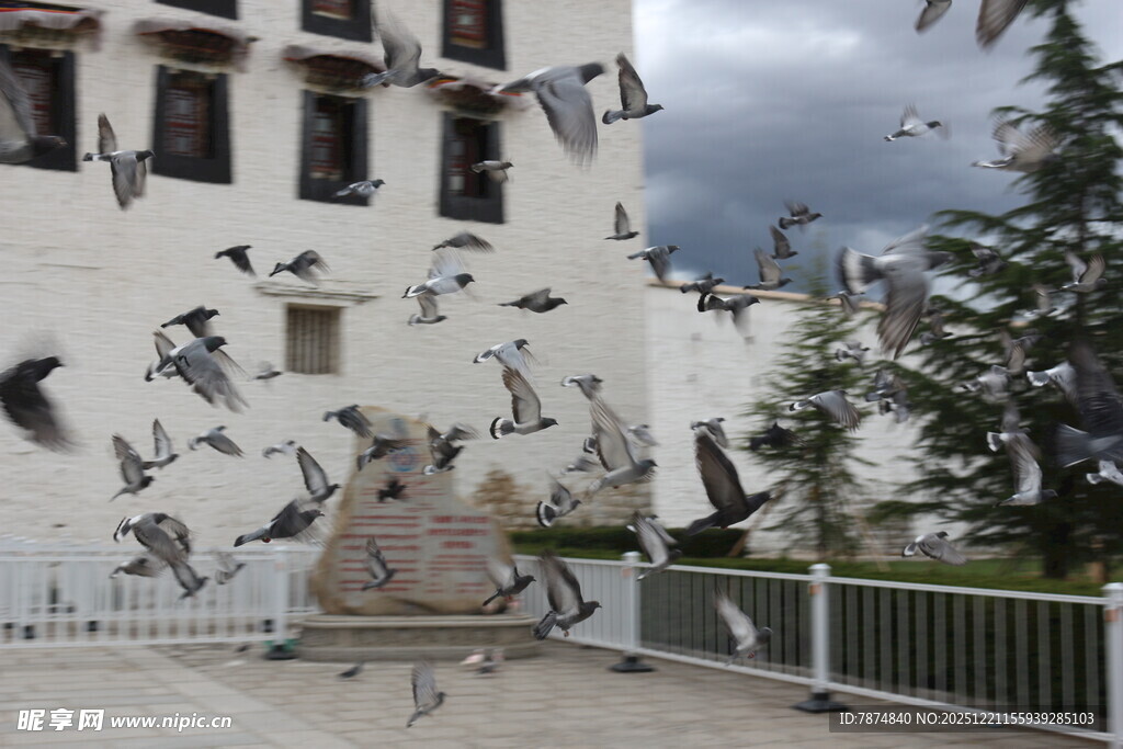 布达拉宫前飞翔的众多鸽子