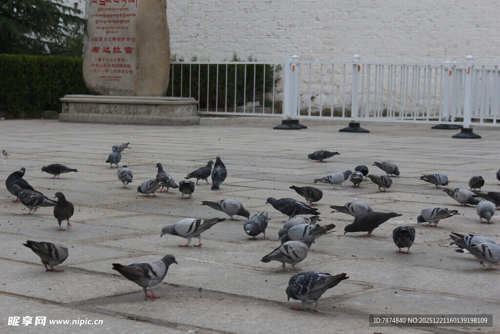 广场上群鸽聚集