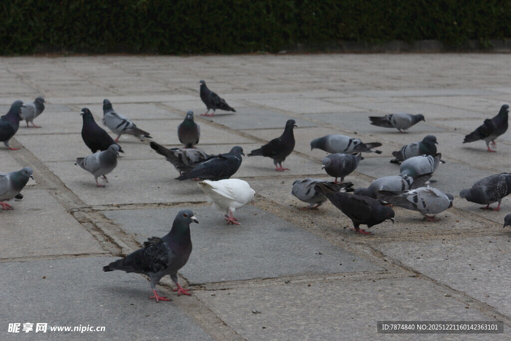 广场上的鸽群