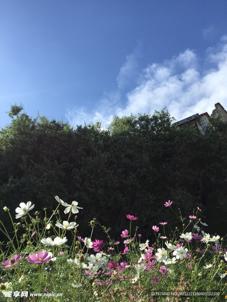 蓝天繁花相映成趣