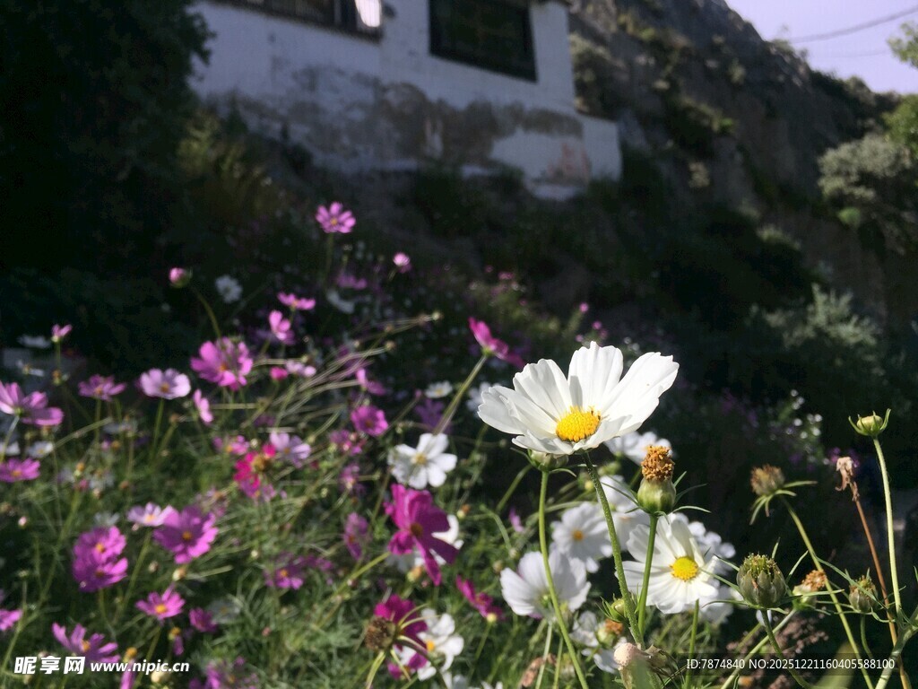庭院中绽放的多彩花卉