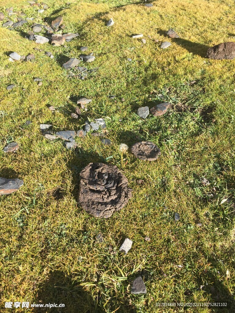 草地上的神秘孔洞