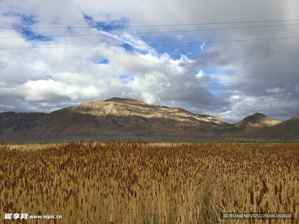 金黄麦田与远山蓝天白云