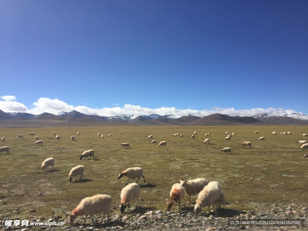 草原羊群蓝天美景