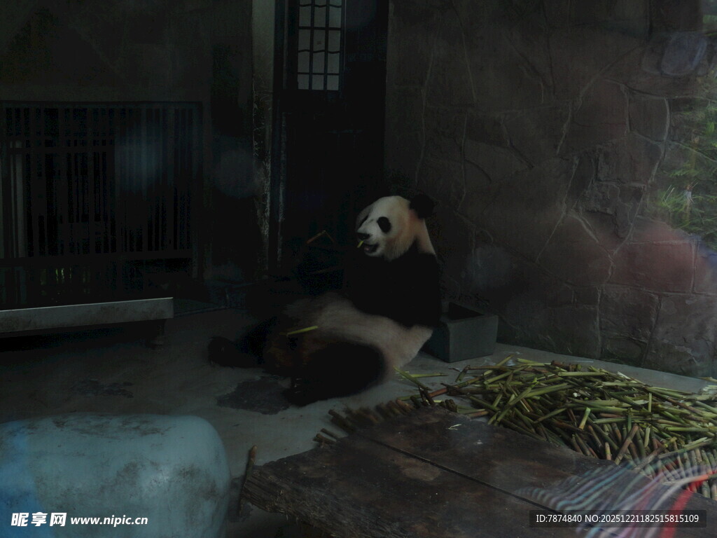 室内休憩的大熊猫