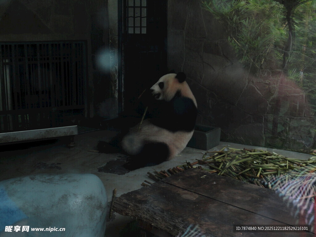 室内熊猫坐地休憩