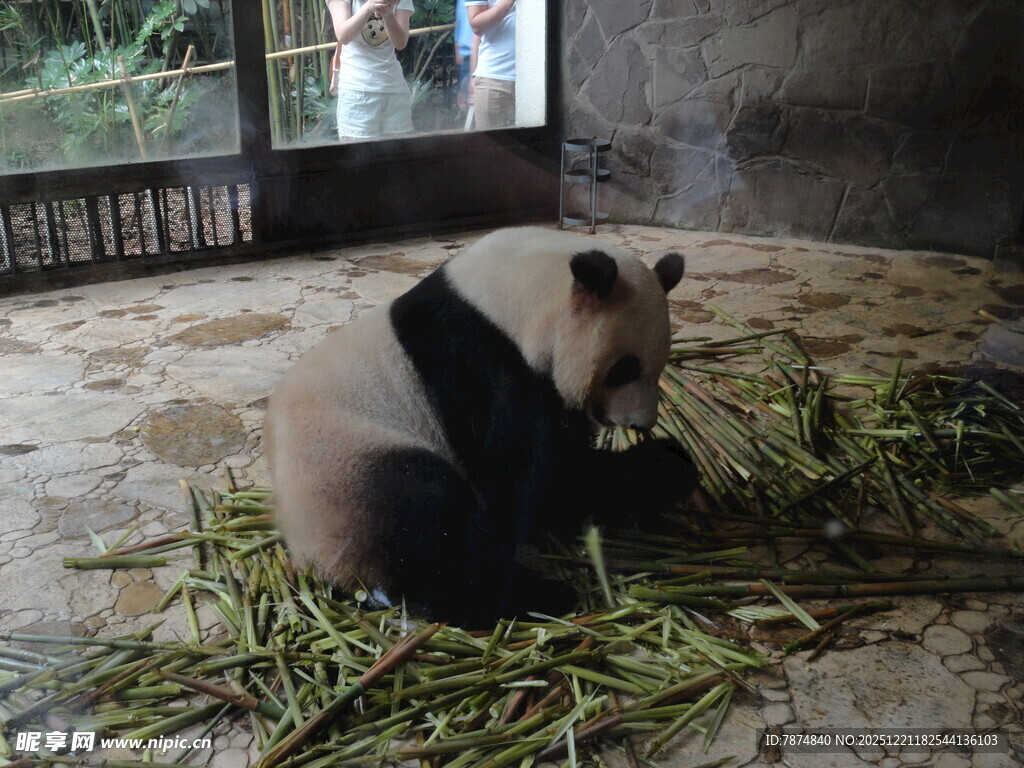 熊猫悠闲进食嫩绿竹子