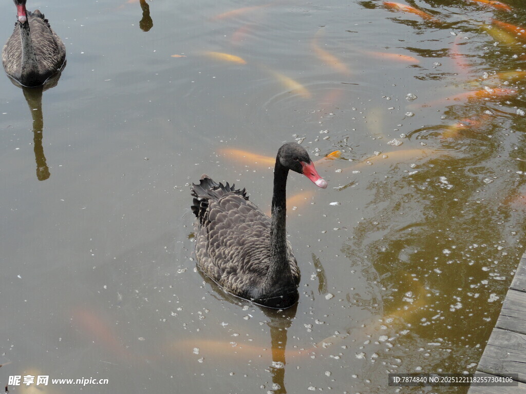 池塘中的黑天鹅