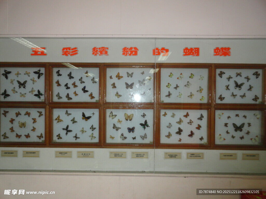 精美蝴蝶标本展示墙