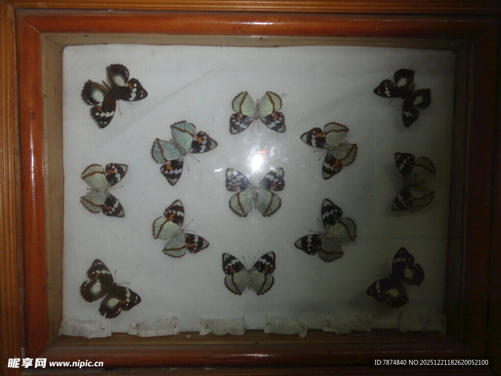 框中多彩蝴蝶标本展示