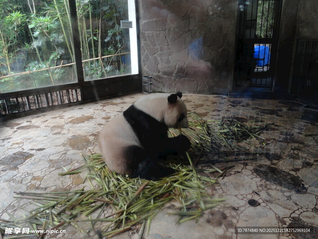 室内熊猫悠闲进食