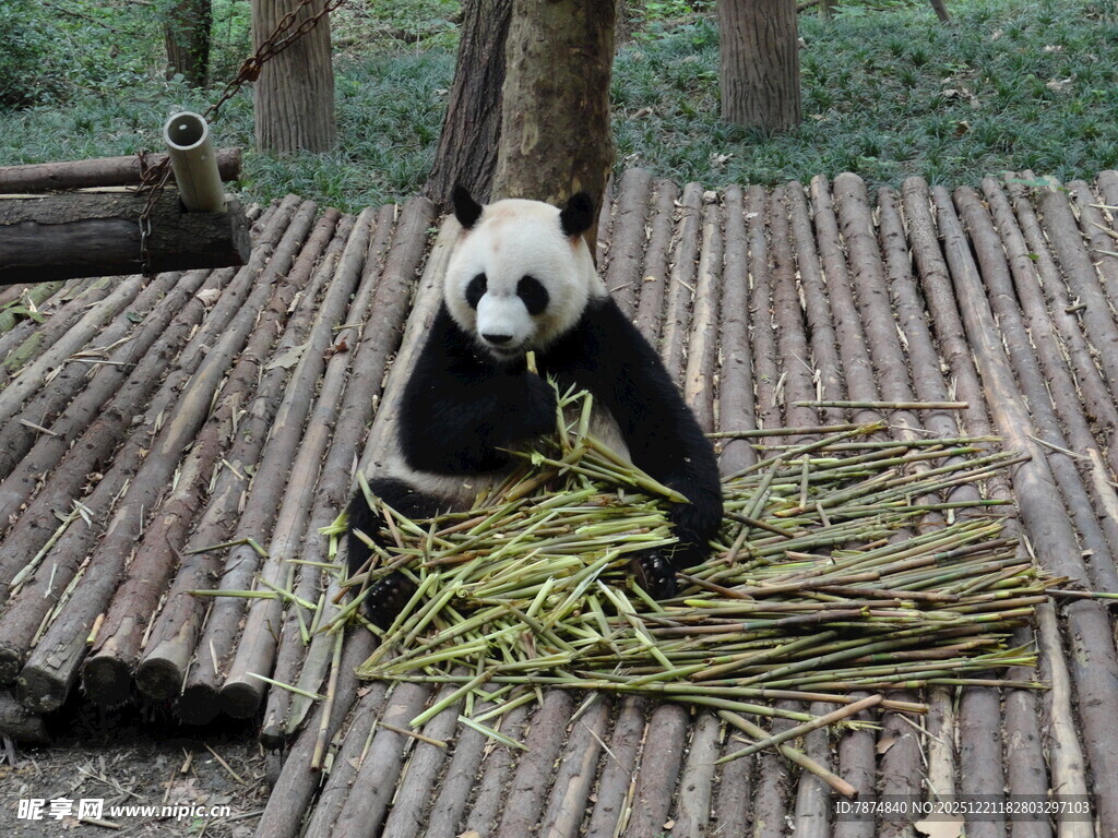 熊猫惬意享用新鲜竹子