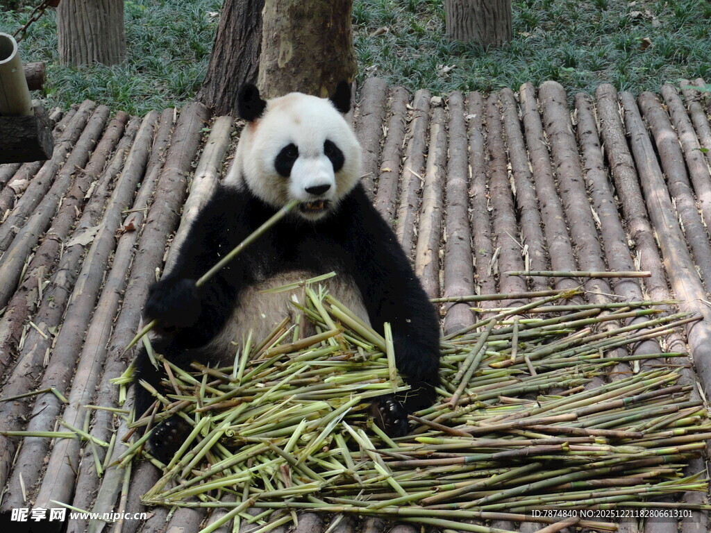 熊猫惬意享用新鲜竹子