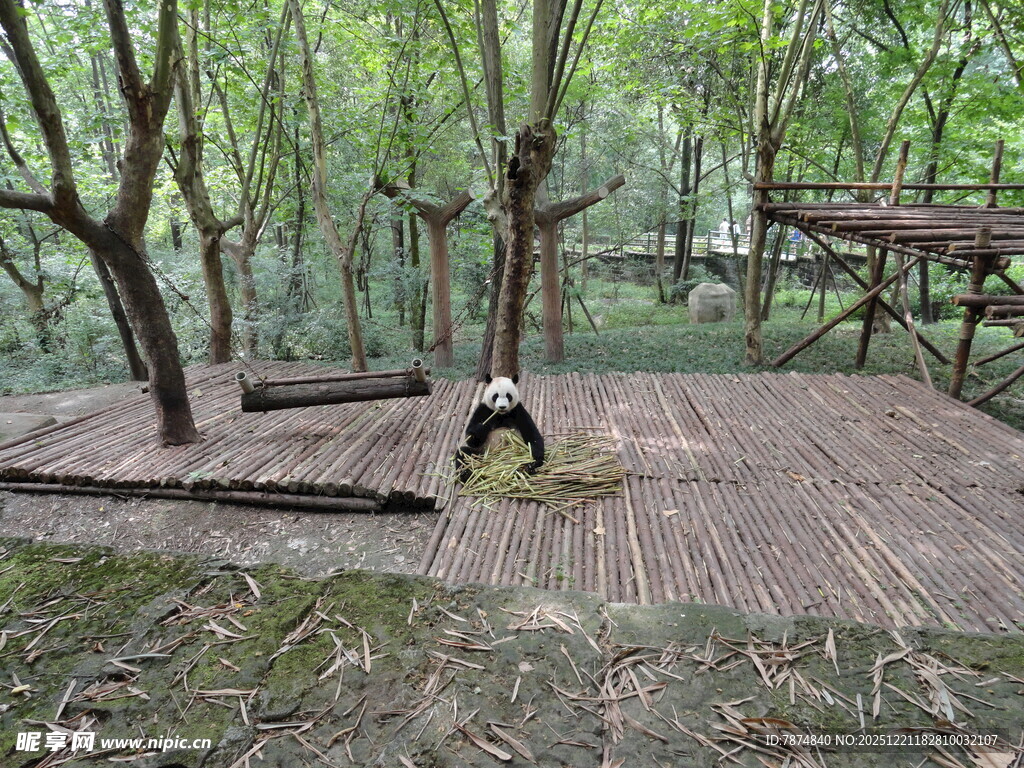 林间木质平台上的大熊猫