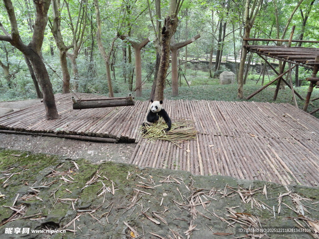 林间木栈道上的悠闲熊猫