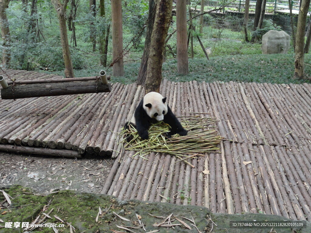 竹林中进食的可爱大熊猫