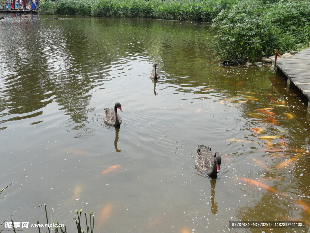 池塘中人们水中赏游鱼