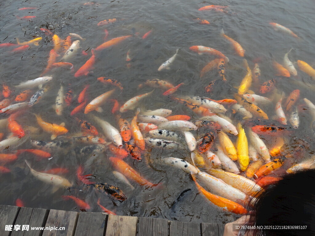 人喂池塘中多彩锦鲤