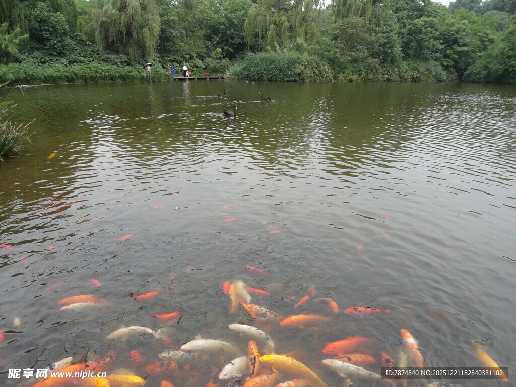 池塘中游动的多彩锦鲤