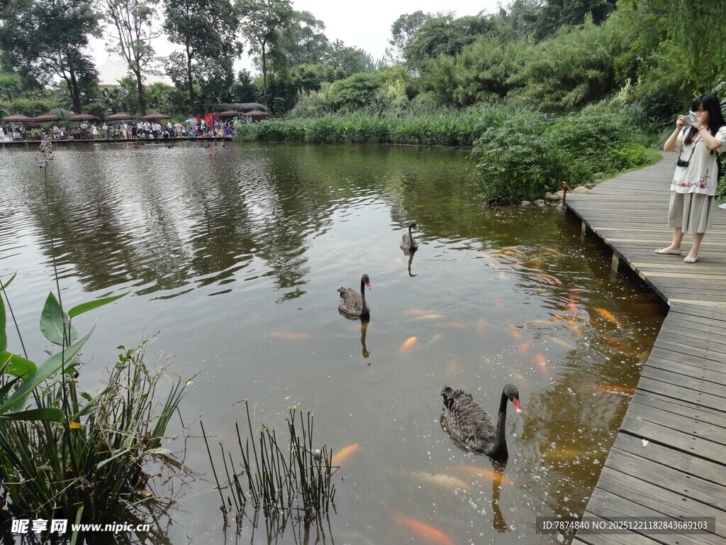 湖畔木栈道的悠闲景致