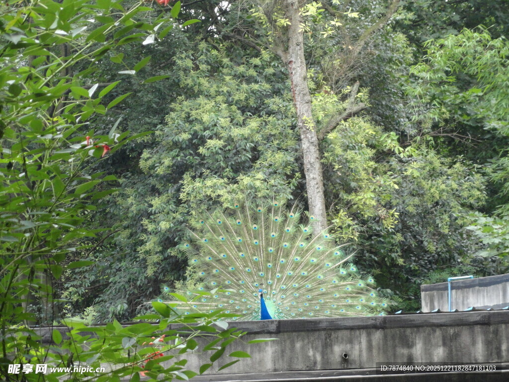 蓝孔雀立于林间围栏处