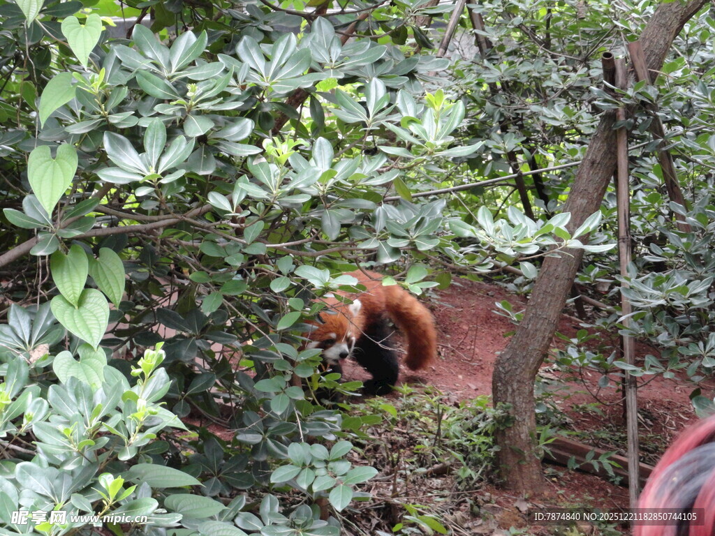 林间红毛动物藏身绿植中