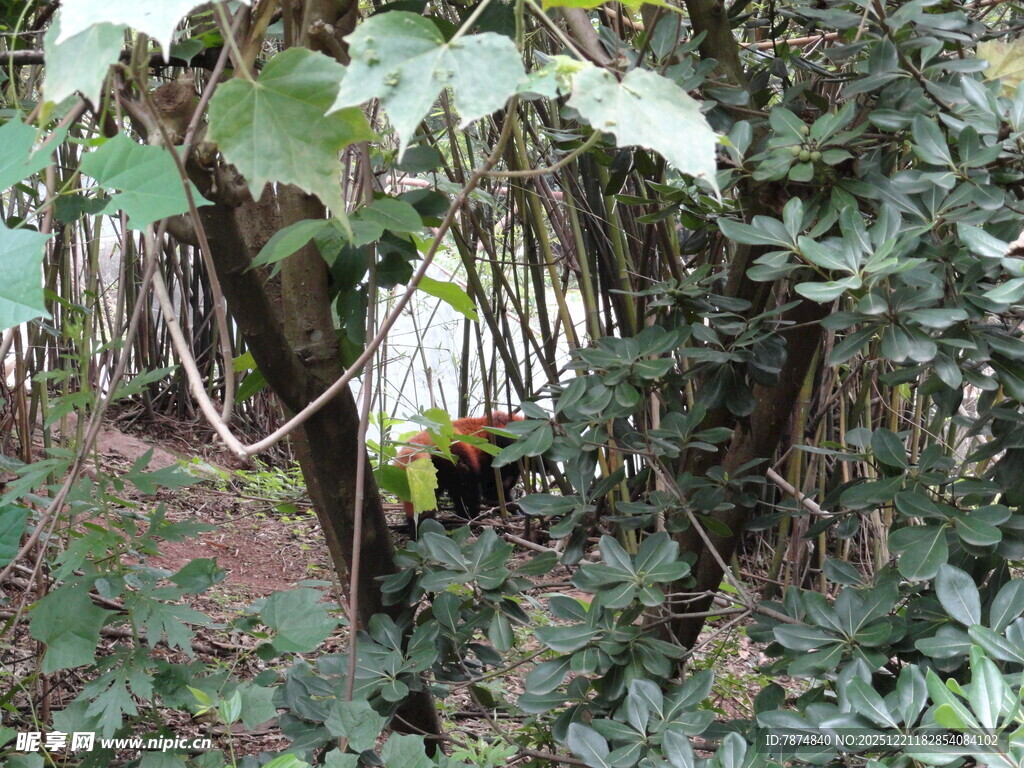 林间繁茂植物景象