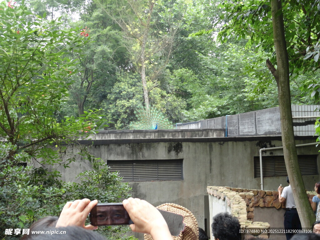游客于林间木屋处拍照赏景