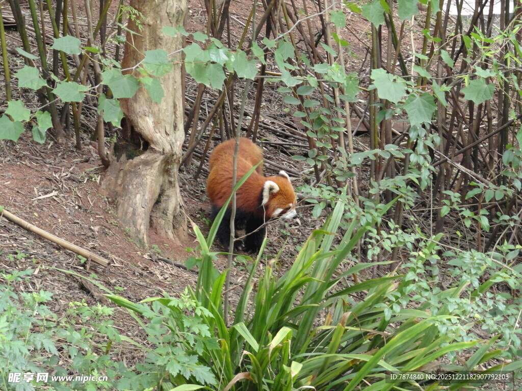 林间小熊猫