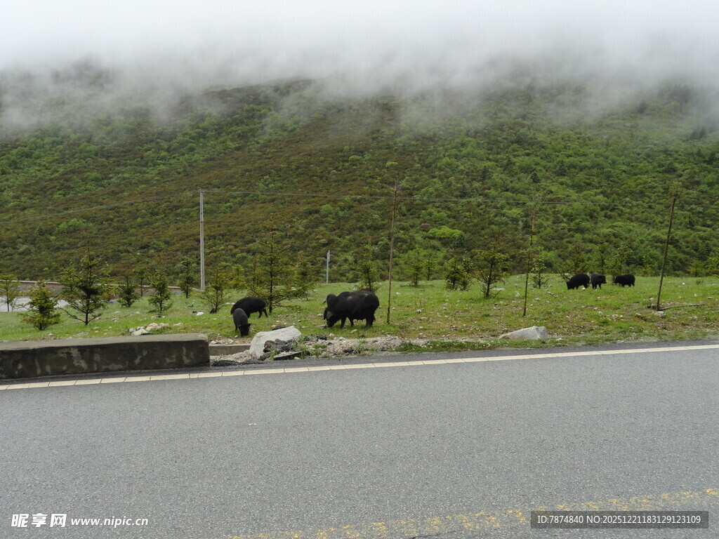 公路旁云雾缭绕的山野风光
