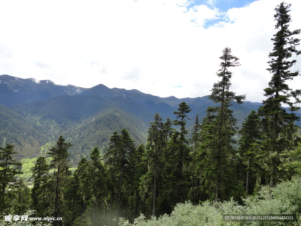 山林美景 绿意盎然的自然