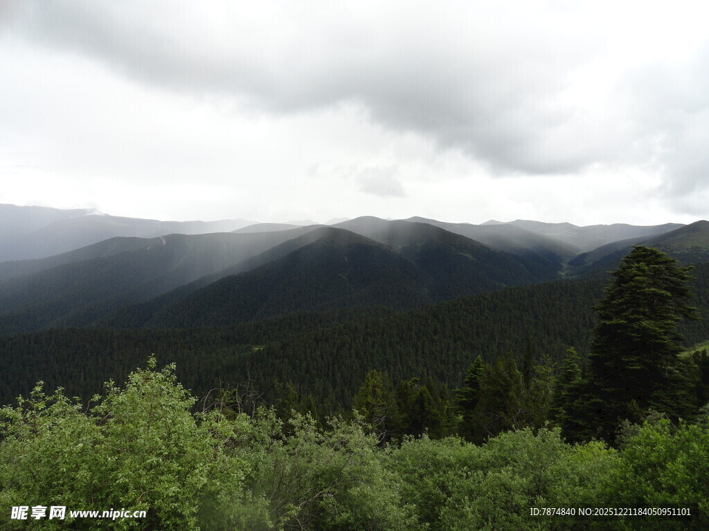 云雾缭绕的山林景色