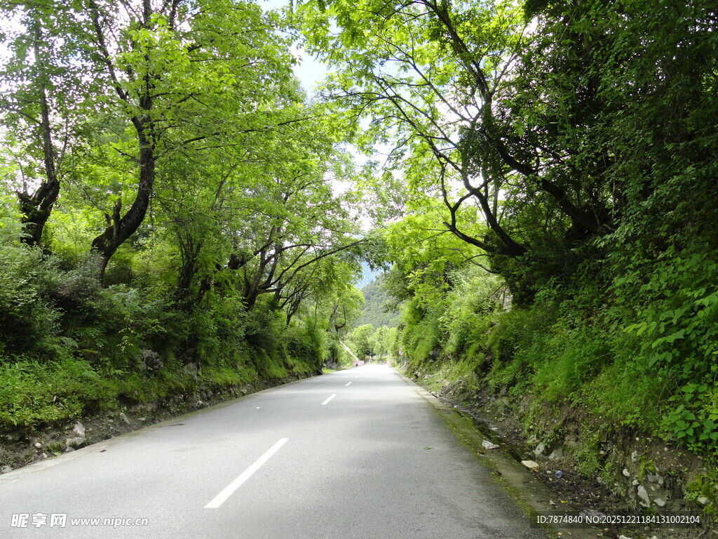 林间蜿蜒公路 绿意盎然