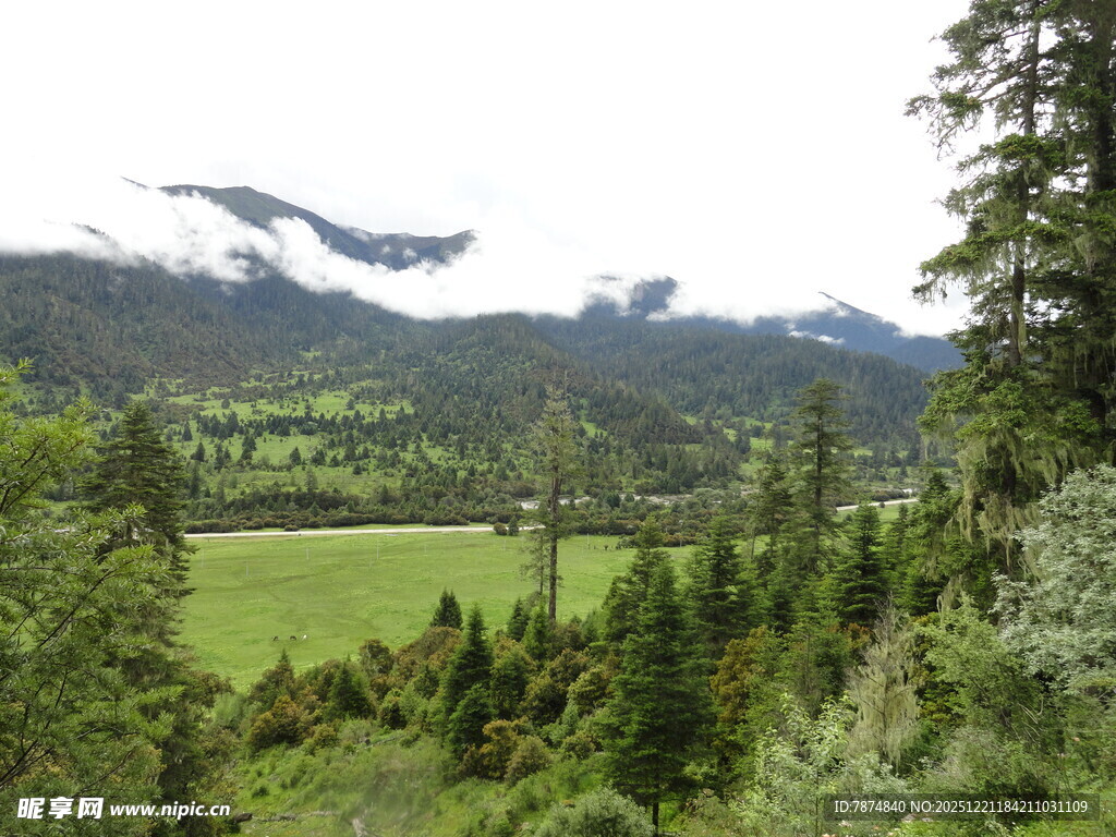 山间绿野森林美景