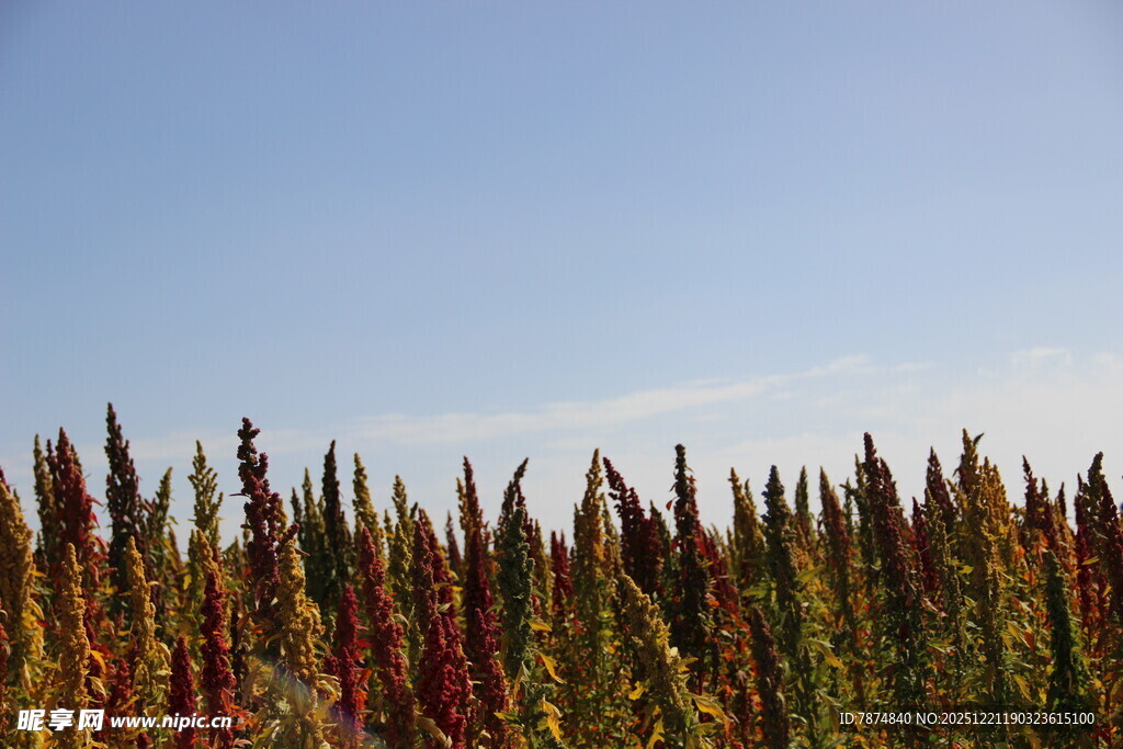 田野中的多彩藜麦植株