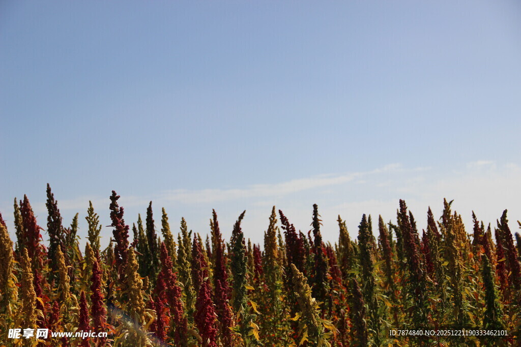 田野中的多彩禾苗