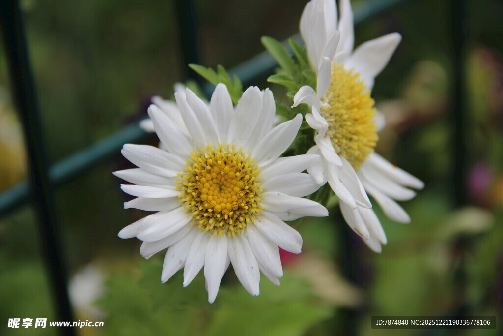两朵清新绽放的小白菊