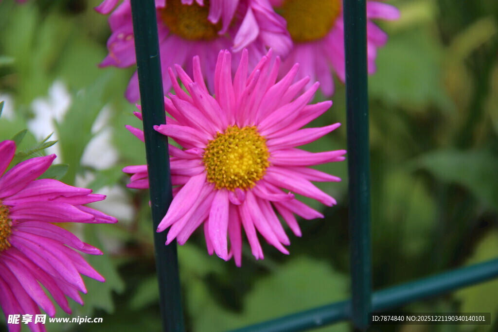 娇艳绽放的粉色菊花
