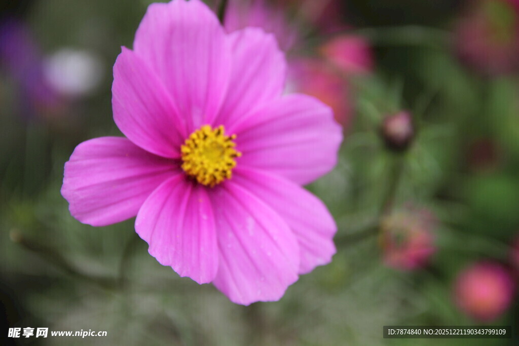 娇艳粉色波斯菊特写